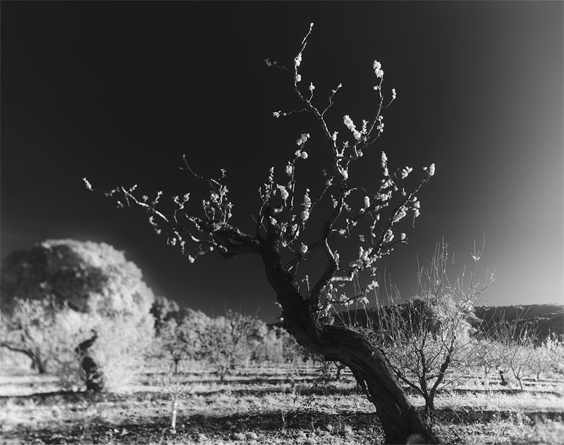 160225_Blossoming-Ttree-Saratoga-Library_800.jpg