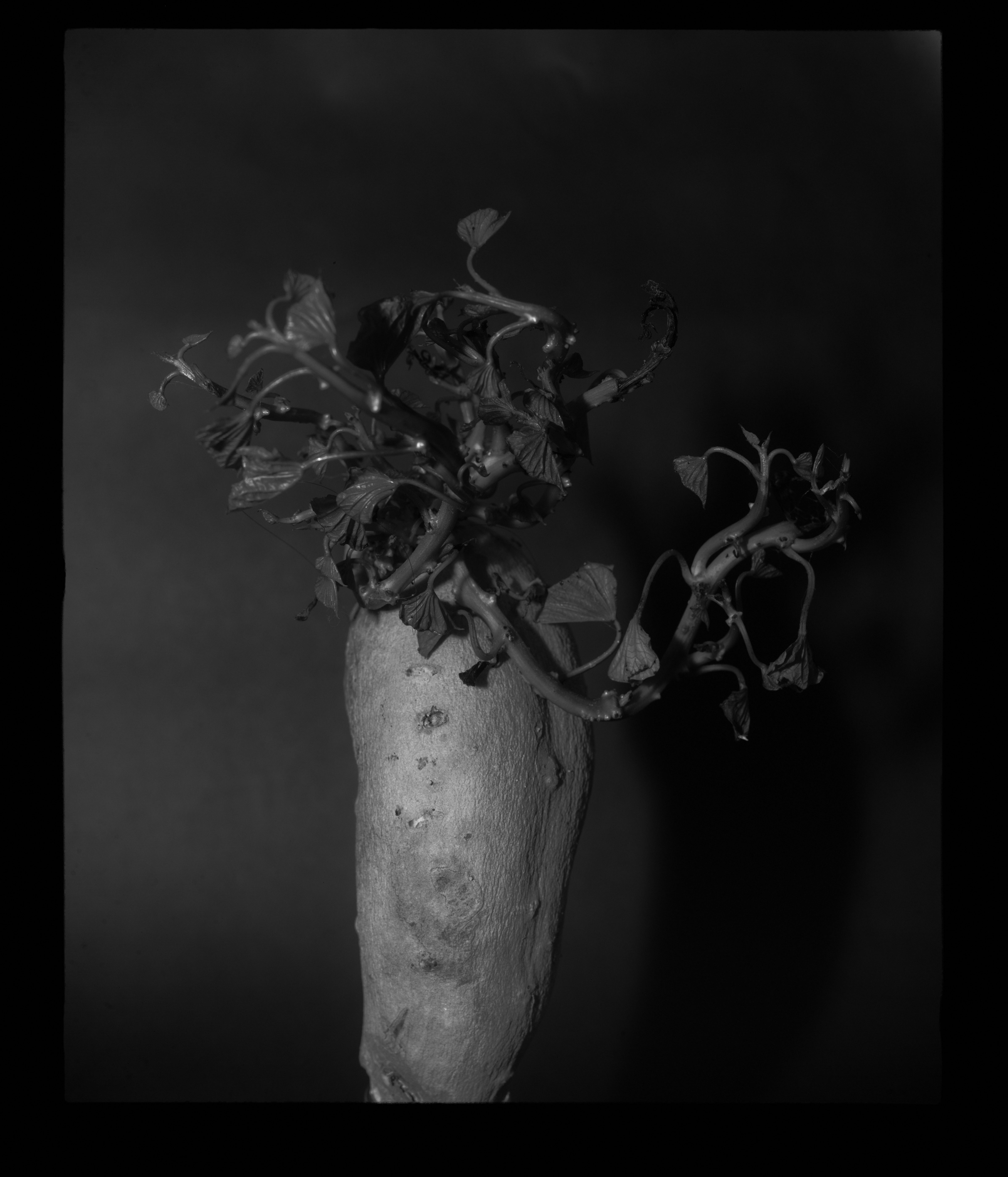 004578-Forgotten-Potatox4-e3.jpg