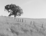 200428-Morgan-Hill-Tree-002124-SEQU-120x4Edit6.jpg