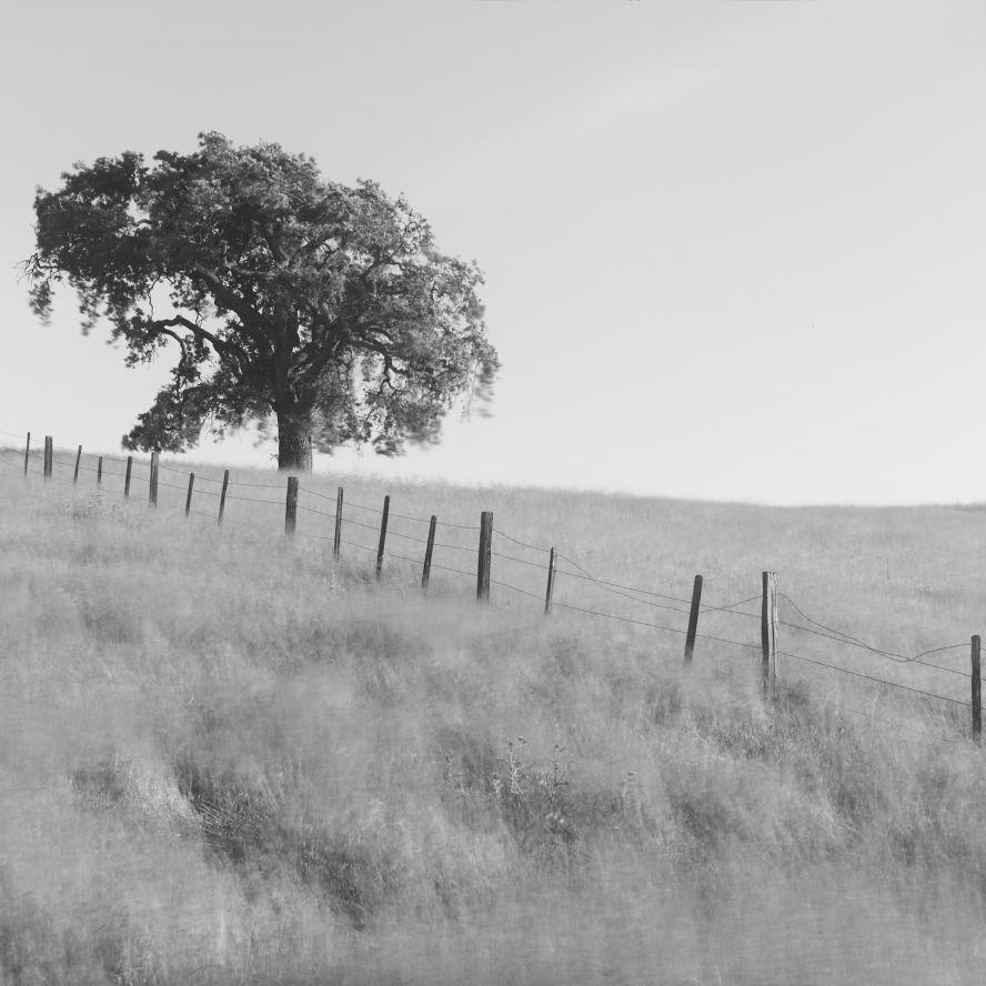 200428-Morgan-Hill-Tree-002124-SEQU-120x4Edit6.jpg